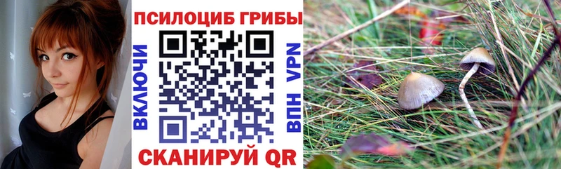 хочу наркоту  Циолковский  Псилоцибиновые грибы Psilocybe 